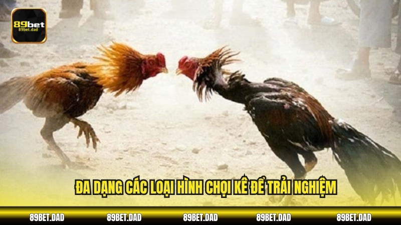 Đa dạng các loại hình chọi kê để trải nghiệm