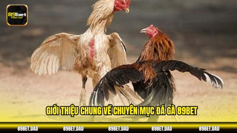 Giới thiệu chung về chuyên mục Đá gà 89BET